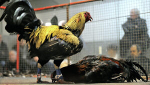 Luật chơi đá gà phổ biến tại các trường gà hiện nay 